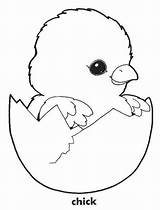 Chick Hatching Eggshell Tocolor Chicks sketch template