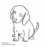 Beagle Puppy Dog Coloring Drawing Color Pages Line Own Drawings Kids Getdrawings Patterns sketch template
