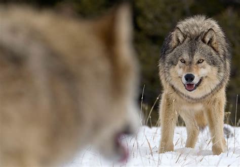 Wolves Behind The Howls Can Be Id D By Computer Program