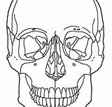 Skull Coloring Pages Anatomy Skeleton Kids Color Getcolorings Printable sketch template