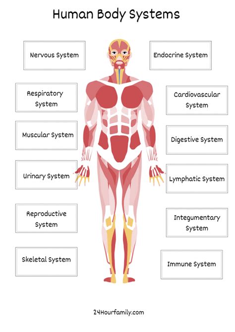 human body systems worksheet hourfamilycom