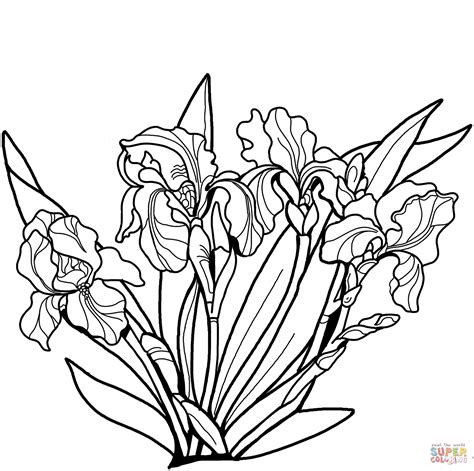 coloring page iris flower iris flower coloring page coloring home