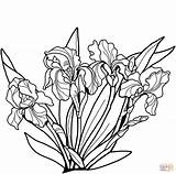 Flower Irises Irys Adulti Coloritura Nera Iridi Irysy Drukuj Artstation sketch template
