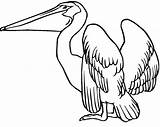 Pelicano Pelican Onlinecoloringpages Colorironline sketch template