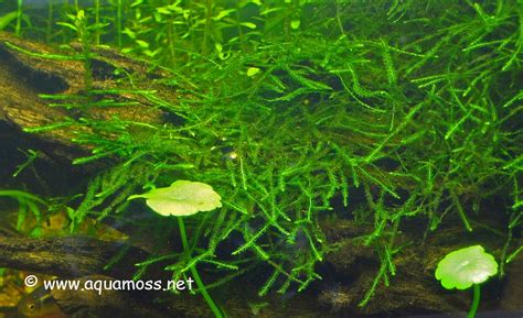 java moss taxiphyllum barbieri   grow aquatic moss taxiphyllum