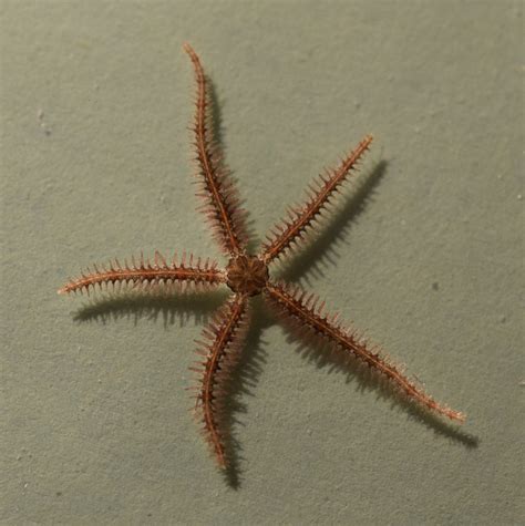 asexual life  brittle stars courtney  frogologist