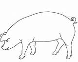 Pig Outline Coloring Drawing Animals Farm Getdrawings Sky sketch template