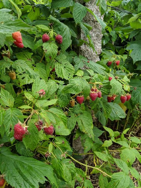 caring   raspberry bushes  martha stewart blog