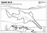 Sawfish Fishy Protected Species sketch template