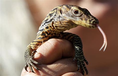 komodo dragons  hold  key  fighting infections aivanet