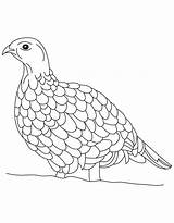 Grouse Drawing Ruffed Getdrawings Coloring sketch template