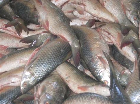 mirgal fishmyanmar price supplier food