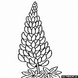 Coloring Lupine Lupin Lupinus Thecolor Designlooter sketch template