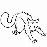 Possum Coloring Draw Pages Colouring Streching Doing Drawing Printable Luna Color Getdrawings Comments Coloringhome sketch template