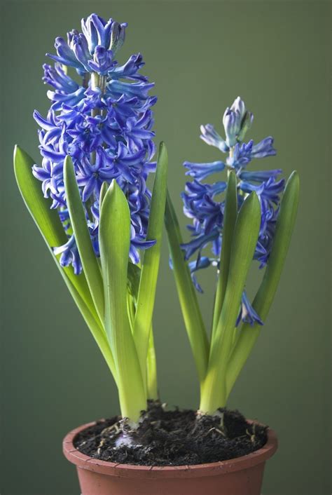 indoor hyacinth care caring  hyacinth houseplants post flowering