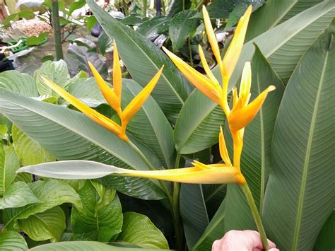 Some Cool Plants Around The Nursery – Open This Week Exotica