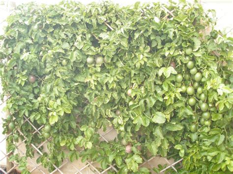 My Edible Fruit Trees Passionfruit Vines Wa