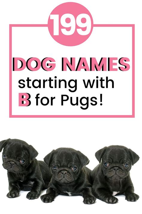 dog names  pugs dog names pug names female dog names