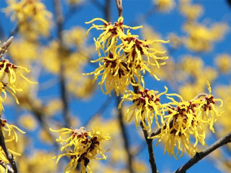 witch hazel bush care information  witch hazel growing requirements