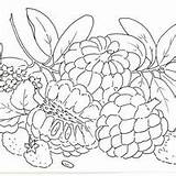 Conde Fruta sketch template