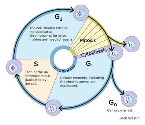 interphase stage   cell cycle