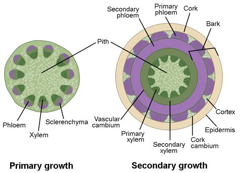 stem growth biology  majors ii