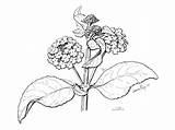 Drawing Flower Pen Verbena Floral Ink sketch template