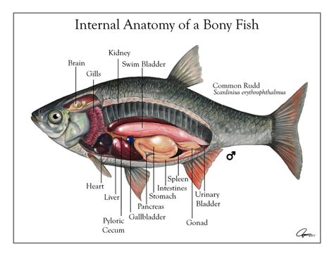 fish anatomy  ajgus  deviantart
