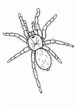 Spinne Tarantula Hideous Spinnen Kreativ Insekten sketch template