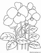 Pansy Coloring Flowers Flower Getcolorings Color Printable Getdrawings Pages sketch template
