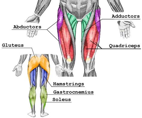 Leg And Glute Muscles • Bodybuilding Wizard