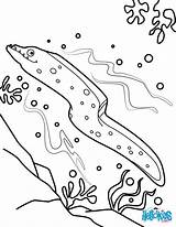 Eel Moray Coloring Pages Color Fish Colouring Kids Animal Hellokids Sea Animals Print Online Choose Board sketch template