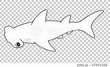 Hammerhead Coloring Illustration Stock sketch template