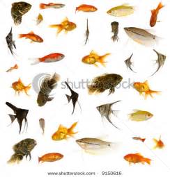 stock photo fish collection with many different tropical fish 9150616 