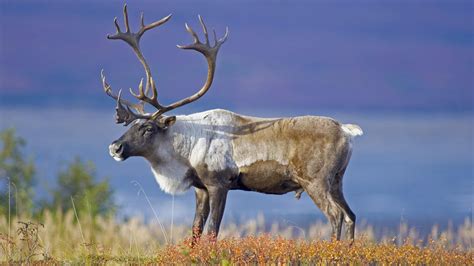 animals wildlife conservation society caribou hunting