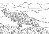 Alligator Cool2bkids Malvorlagen sketch template