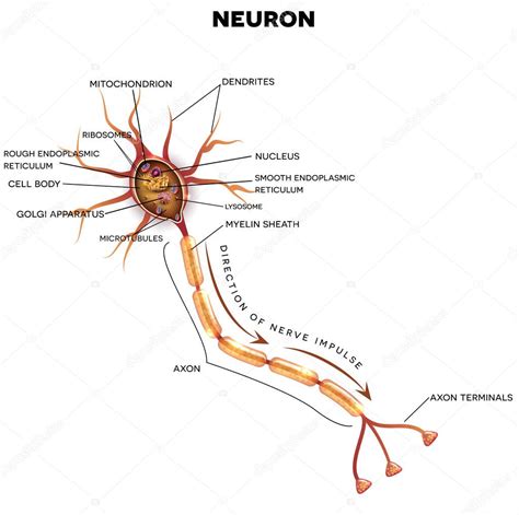 neuron nervenzelle anatomie stockvektor  megija