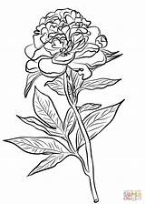 Peony Coloring Pages Chinese Line Drawing Flower Cardinals Printable Logo Supercoloring Flowers Kids Getdrawings Color Peonies Template Cardinal Getcolorings Categories sketch template