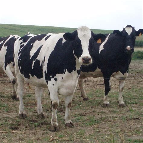 tomar leche de vaca  coma pasto reduce los infartos periodista digital