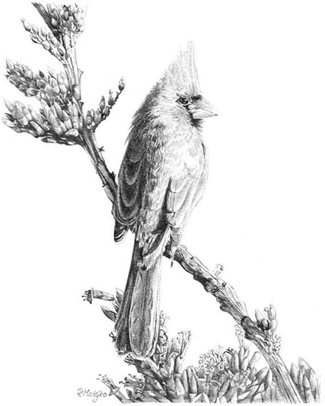 nothern cardinal bird original pencil drawing  fineartgiftshop