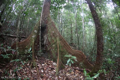buttress roots   rainforest kalbar