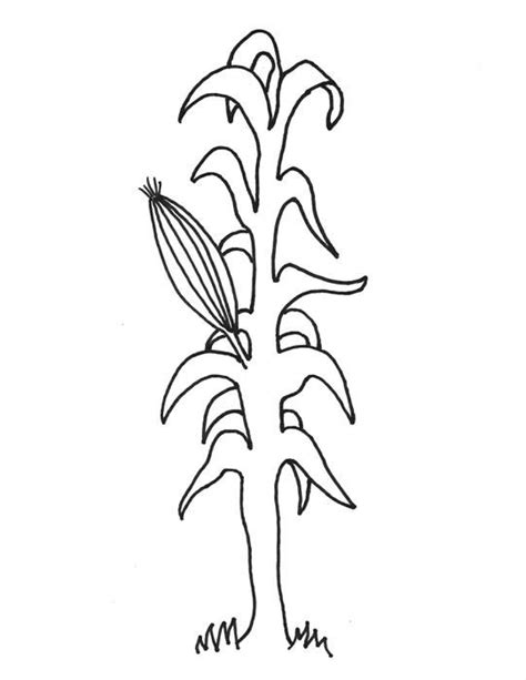 indian corn coloring   coloring pages corn stalks vegetable