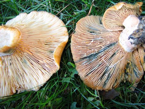 Lactarius Edible Mushroom Hunting And Identification Shroomery