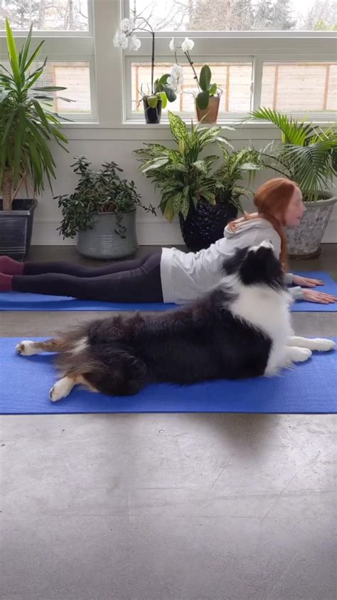 dumpert yoga met je hond