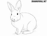Rabbit Rabbits Drawingforall sketch template