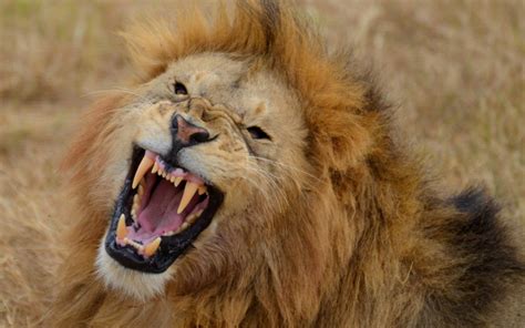 lion roaring sound    lion roar loudly