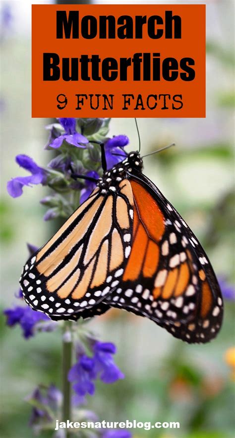 as adults the monarch butterflies live about 2 to 6 weeks during the