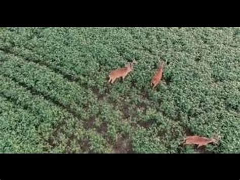 deer hunting  drone youtube