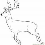 Deer Running Coloring Pages Kids Coloringpages101 Color Printable Template sketch template