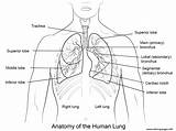 Lungs Coloring Human Printable Anatomy Pages Colouring Science Body Book Printables Kids Color sketch template